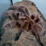 Where Can You Find Rose Hair Tarantula for Sale?