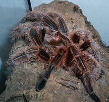 Where Can You Find Rose Hair Tarantula for Sale?