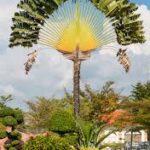 TRAVELERS Palm Tree Seeds ravenala Madagascariensis Bird of Paradise Plant