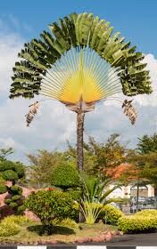 TRAVELERS Palm Tree Seeds ravenala Madagascariensis Bird of Paradise Plant