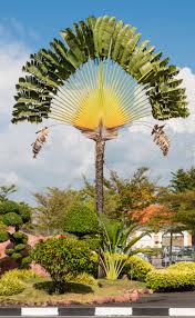 TRAVELERS Palm Tree Seeds ravenala Madagascariensis Bird of Paradise Plant