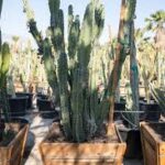 Exploring Cereus repandus: The Majestic Cactus of the American Desert