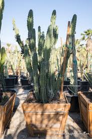 Exploring Cereus repandus: The Majestic Cactus of the American Desert