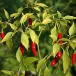 How to Grow Birds Eye Chilli at Home