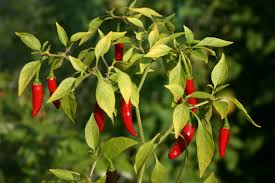 How to Grow Birds Eye Chilli at Home