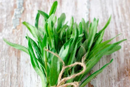 Cooking with Tarragon: A Beginner's Guide