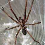 The Giant House Spider: Silent Roommate