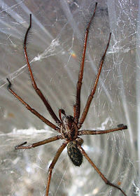 The Giant House Spider: Silent Roommate