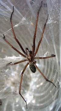 The Giant House Spider: Silent Roommate