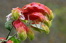 When Is the Best Time to Fertilize Shrimp Plants?