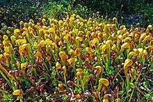 The Allure of the Cobra Lily