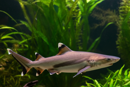 Red Tail Sharks 101: Care, Challenges, and Breeding Tips