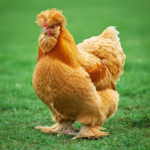Complete Guide to Cochin Chickens