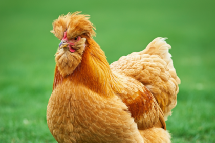 Complete Guide to Cochin Chickens
