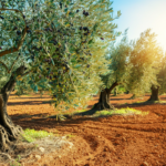 The Ultimate Guide to Olives That Every Foodie Needs
