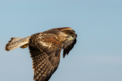 Celebrating Hawk Nose Characteristics and Cultural Beauty