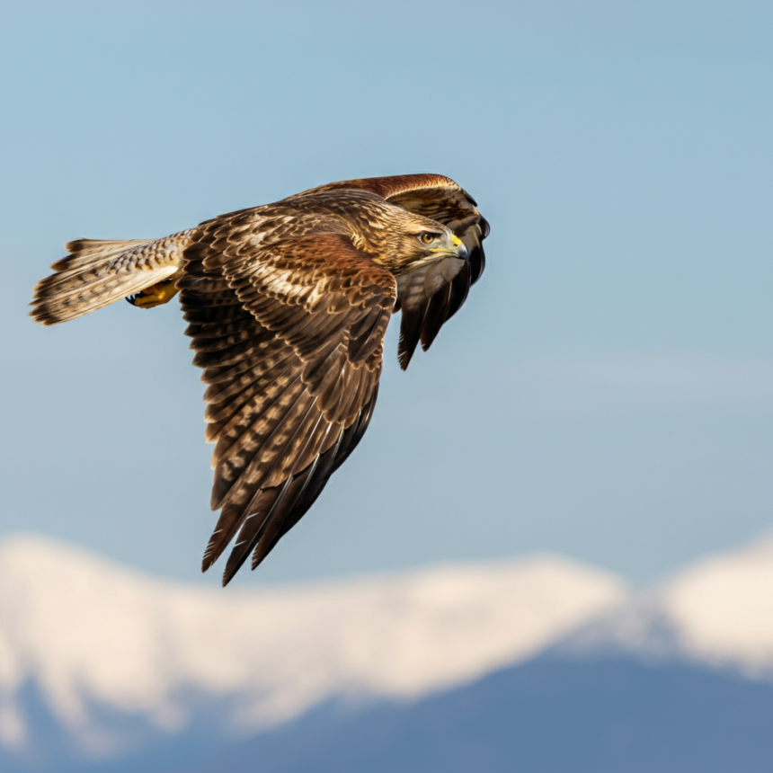 Celebrating Hawk Nose Characteristics and Cultural Beauty