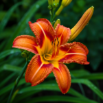 гемерокалис Hemerocallis Care Guide Tips and Popular Varieties
