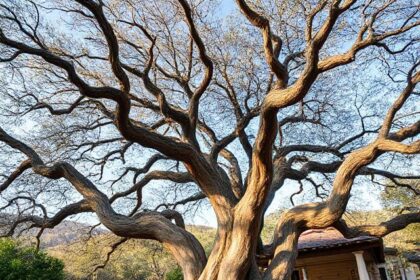 The Twisted Oak Agoura Hills: A Culinary Gem in the Heart of California
