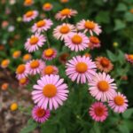 The Allure of Round Flowers: A Celebration of Beauty and Significance