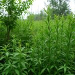 Cangreen: Pioneering Sustainability and Innovation in the Modern World