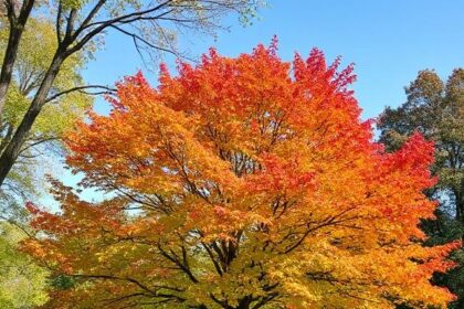 Types of Trees in Ohio by Leaves: An In-Depth Guide